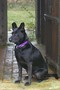 Pets & Animal Photography